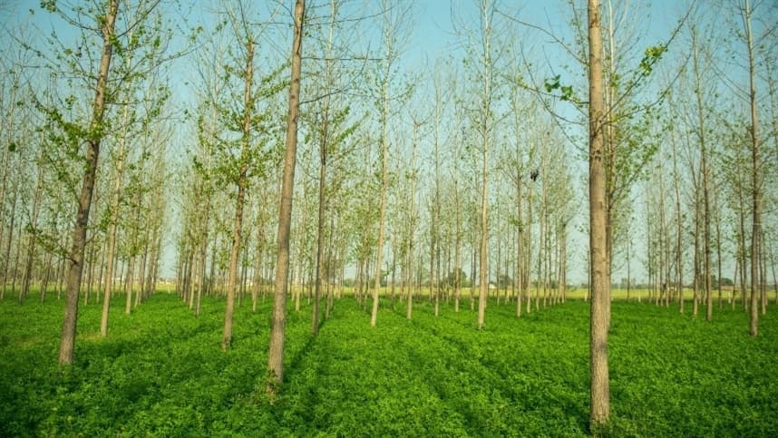 Sistemas Silviagrícola: Integração Lavoura - Floresta (ILF)