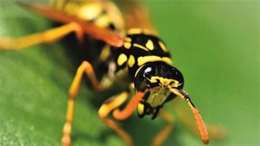 Novo mecanismo evita competição entre vespas parasitóides 