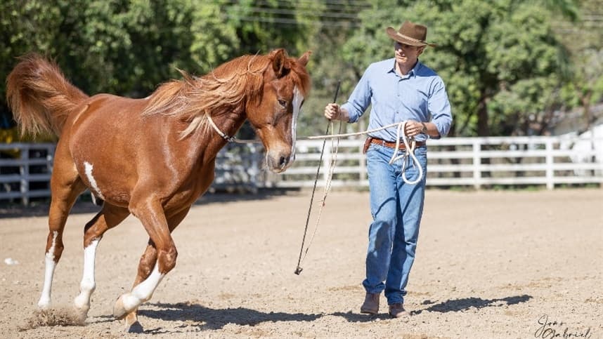 Interação com cavalos melhora habilidades de liderança