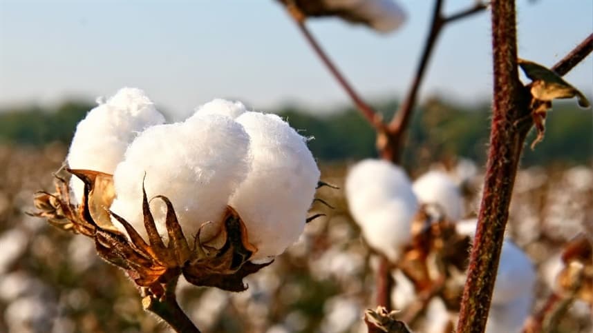 Solo é recuperado no sudoeste baiano para o cultivo de algodão