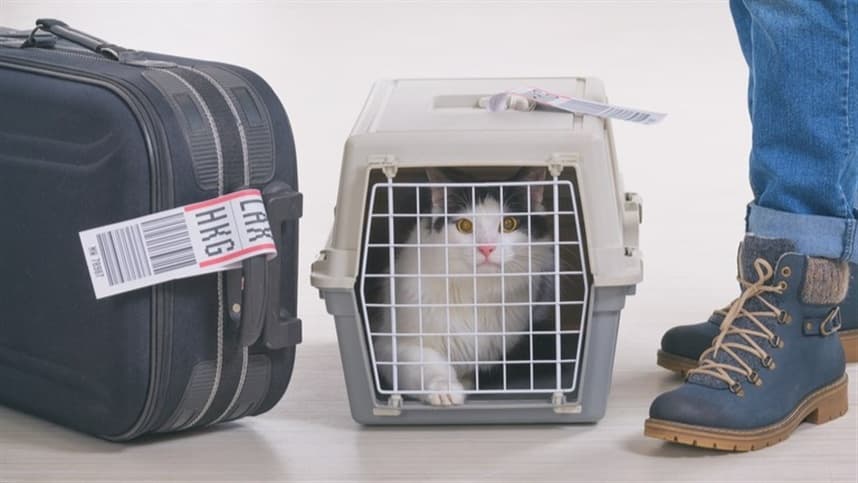 Viagens internacionais com pets exigem certificado veterinário emitido pelo Mapa