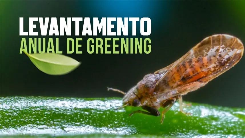 Greening atinge 47,6% das laranjeiras, mas ritmo de crescimento desacelera pelo segundo ano consecutivo