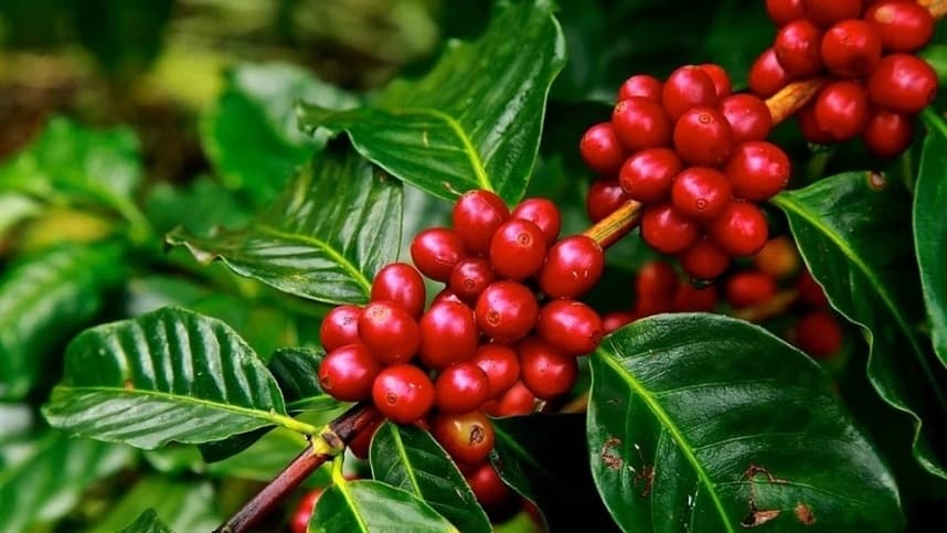 Café: produção brasileira chega a 67,6 milhões de sacas