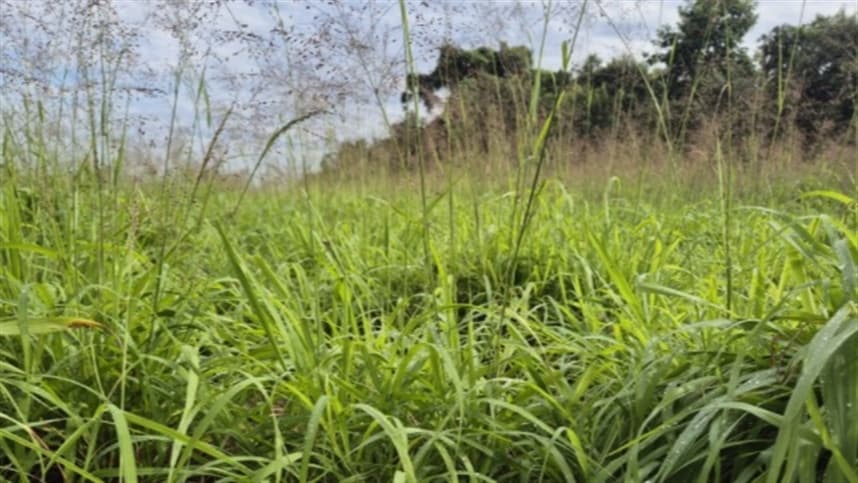 Antecipasto garante pasto no inverno e maior produtividade