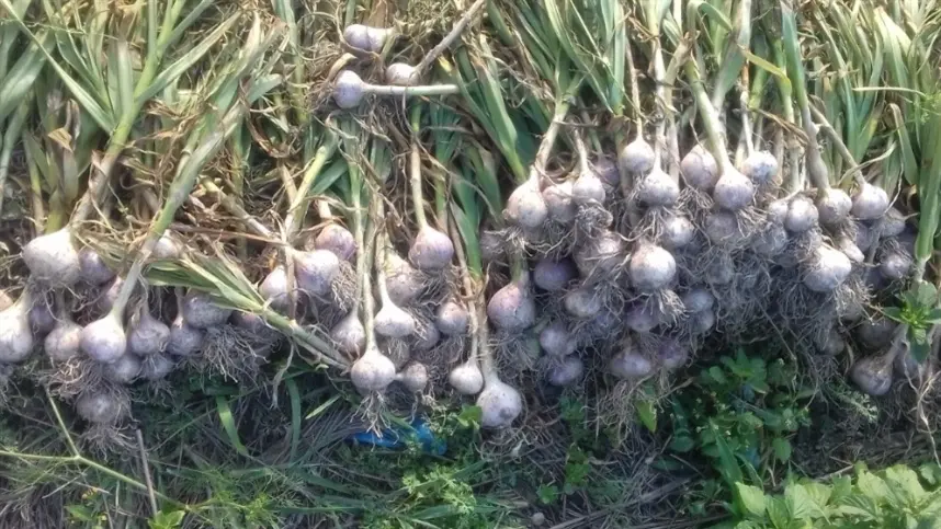 MG: agricultores de Gouveia vão colher uma safra de alho 30% maior