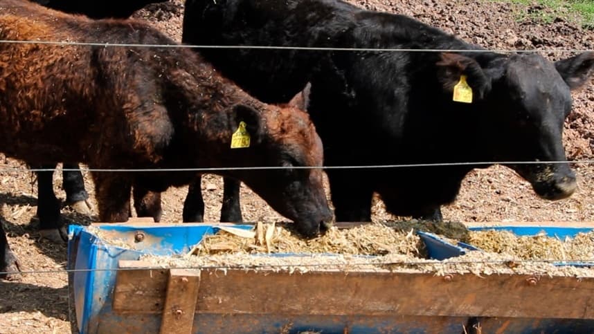 Aprovado modelo impresso de Guia de Trânsito Animal 