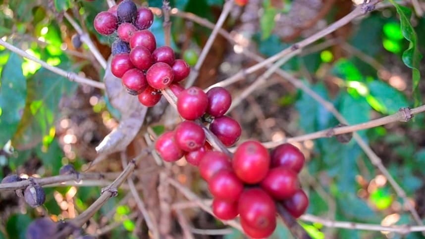 Como reduzir as perdas nos cafezais