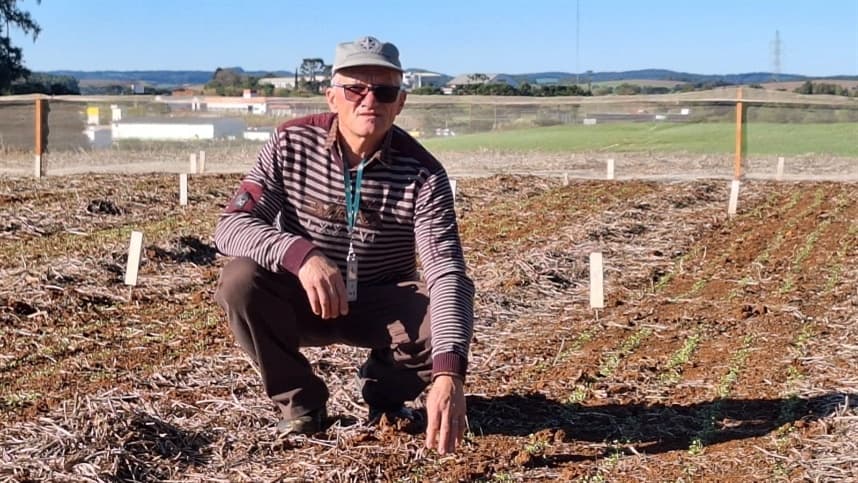 Epagri de Campos Novos desenvolve primeiro cultivar de linho dourado de Santa Catarina