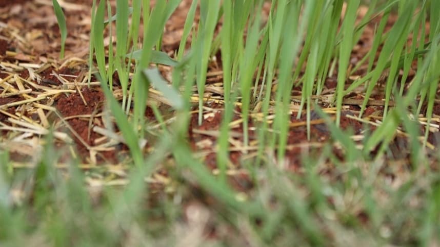Pesquisa inédita revela que remineralizadores reduzem efeito estufa em pastagens no Cerrado