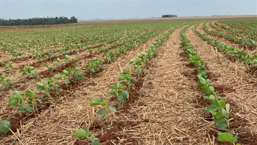 Alta produtividade em solos com baixos teores de argila