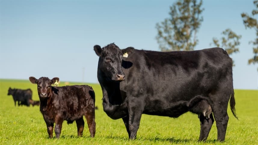 Comercialização de sêmen Angus cresce acima do mercado de corte e amplia presença no Brasil