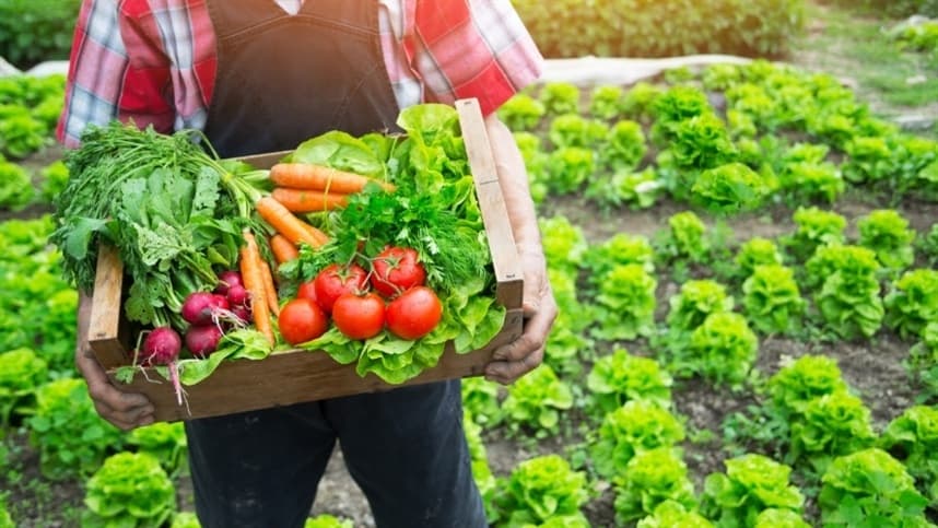 Novo decreto moderniza fiscalização de produtos vegetais no país