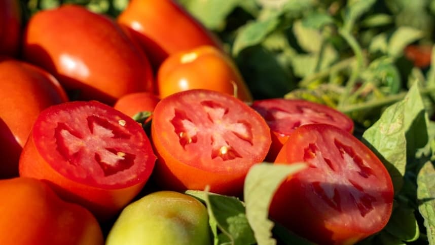 HM.CLAUSE lança o tomate Stony e mais três cultivares na Hortitec 2025, com foco em sanidade e alta produtividade