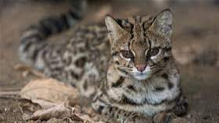 Gato é confundido com onça e solto na natureza 