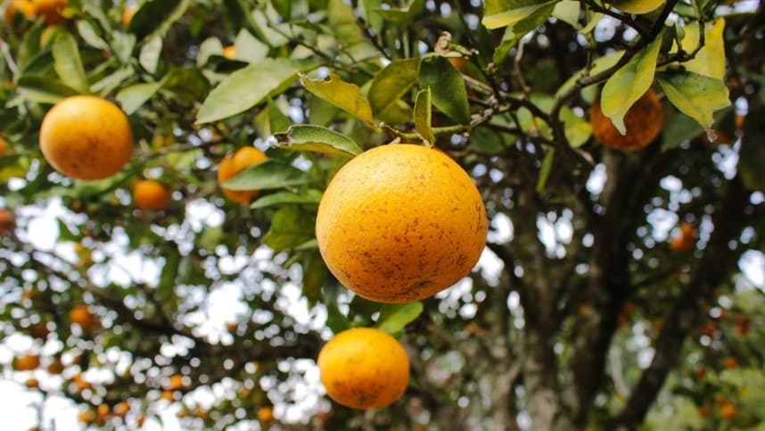 Aplicação de boro pode favorecer a cultura dos citros
