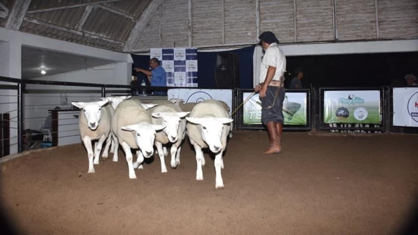 Agrovino termina com faturamento de R$ 1,15 milhão