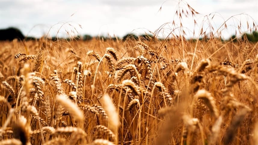 Zoneamento Agroclimático do Trigo