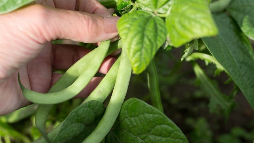 Plantas de cobertura podem ajudar a reduzir nematoide das galhas na entressafra do feijão