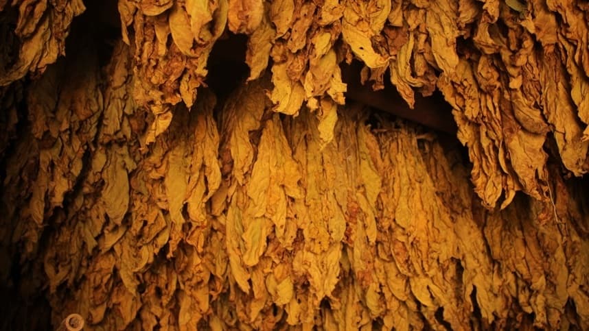 Fumageiras não aceitam tabela de preço do tabaco