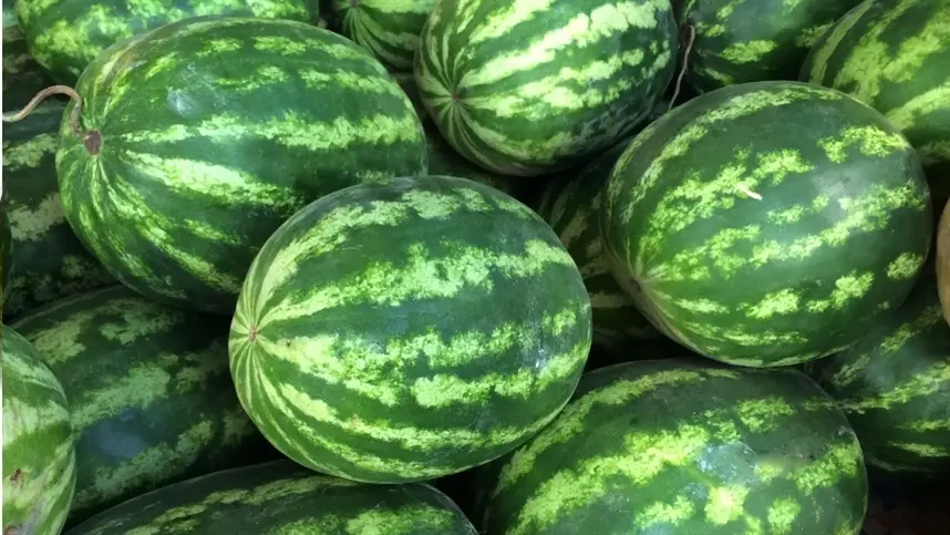 Preço da melancia recua, mas se mantém remunerador