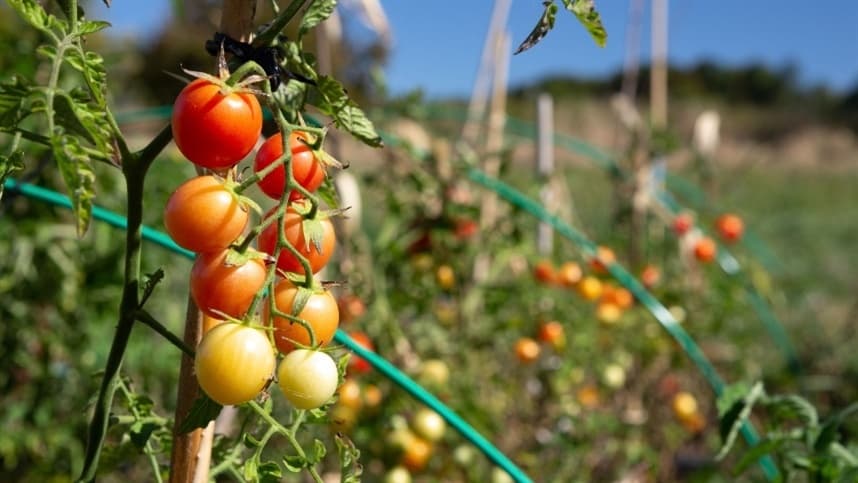 Conheça os inimigos naturais das principais pragas do tomate orgânico!