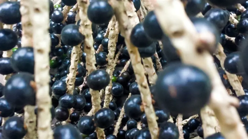 Comunidade quilombola de Macapá receberá tecnologias de manejo e cultivo de açaizais