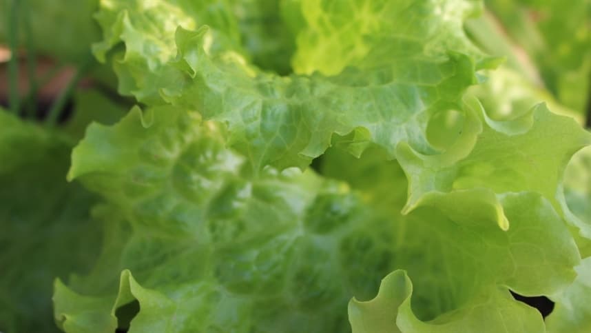 Calor pode inviabilizar cultivo de alface em campo aberto no Brasil até o fim do século