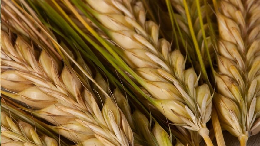 Paraná: cevada bate recorde e alcança 129 mil hectares