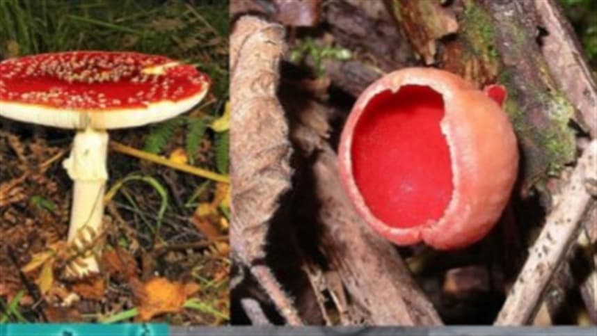 Aplicação de novas tecnologias contra micotoxinas