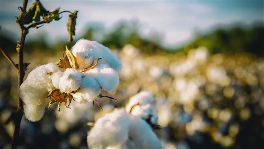 Avaliação da deposição de gotas em pulverizações terrestre e aérea na cultura do algodoeiro