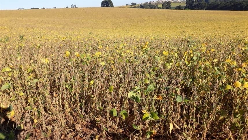 Fazenda registra aumento de 35% de produtividade