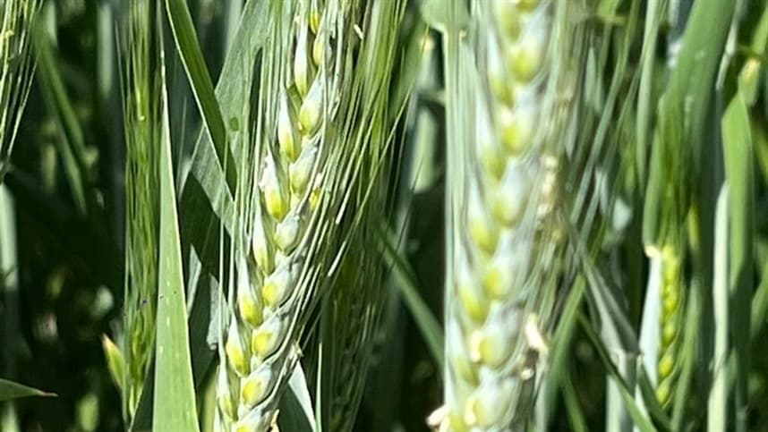 Como controlar lagartas desfolhadoras no trigo?