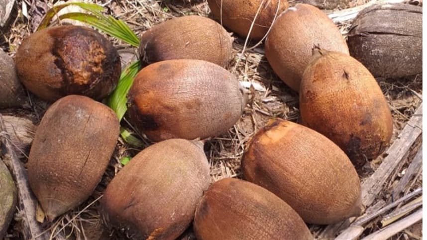 MT: agricultoras transformam coco do babaçu em renda