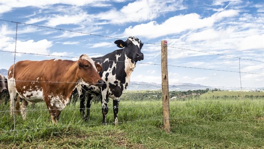 Arame farpado é essencial para a proteção de fazendas há quase 150 anos 