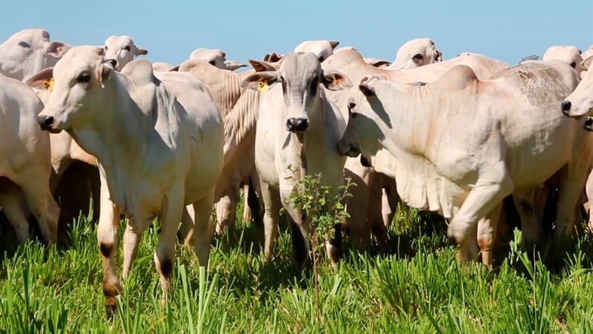 Expozebu 2020 é cancelada