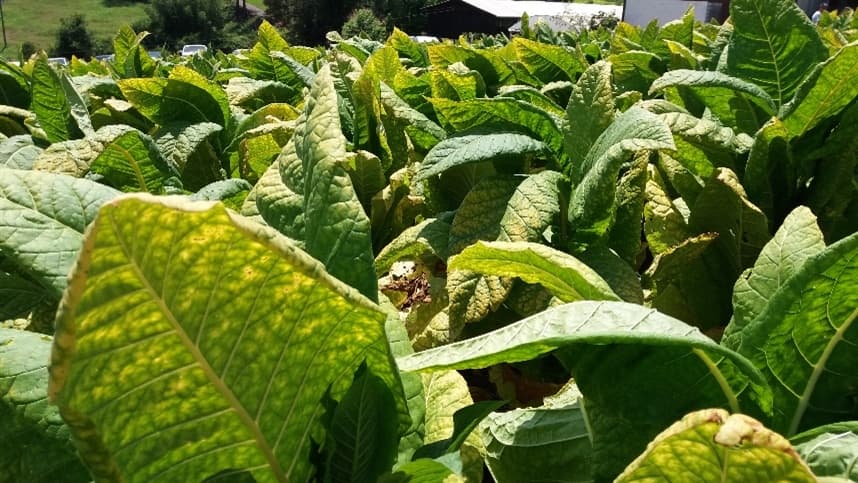 Tabaco puxa exportações gaúchas 