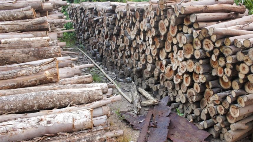 Madeira morta atua no ciclo global do carbono