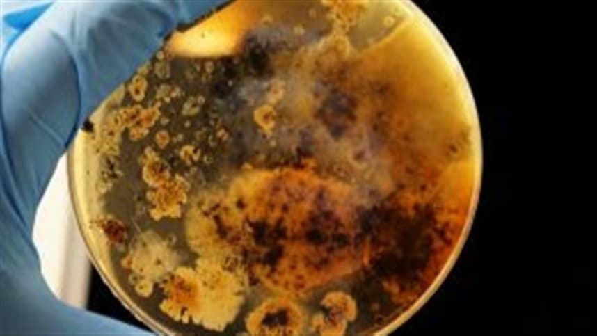 Biológicos ampliam a eficiência nutricional no campo 