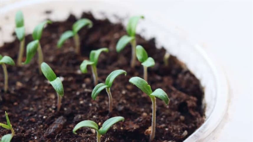 Produção de mudas de tomate - instalações