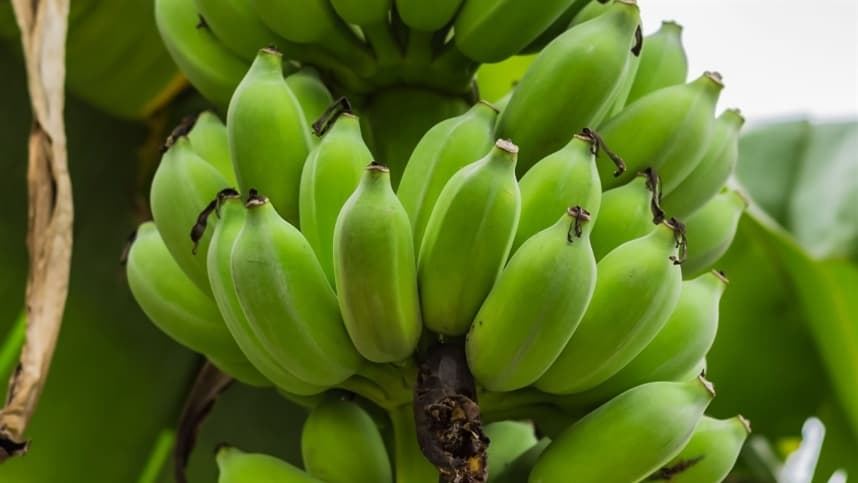 SP: Governo estabelece obrigatoriedade de cadastro para produtores de banana