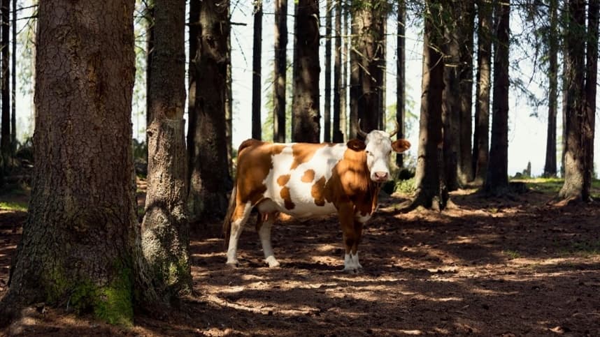 Sistemas Silvopastoris: Integração Pecuária - Floresta (IPF)