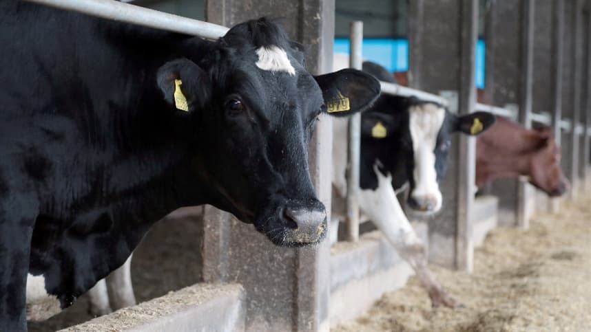 SC completa 13 anos sem vacinação de febre aftosa 