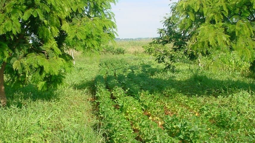 Sistema agroflorestal dobra o carbono estocado no solo do Cerrado