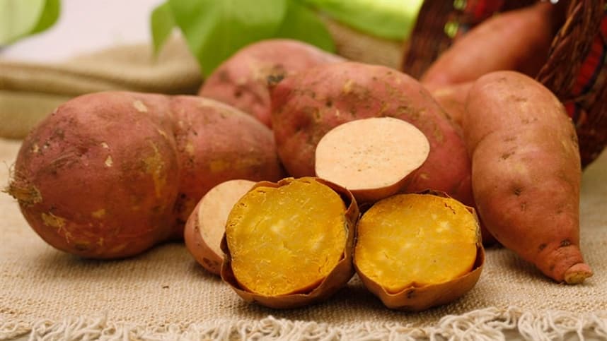 Embrapa apresenta batata-doce biofortificada e de alta produtividade