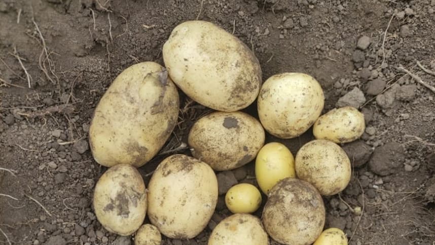 Monitoramento aumenta rentabilidade em Hortifruti (HF)