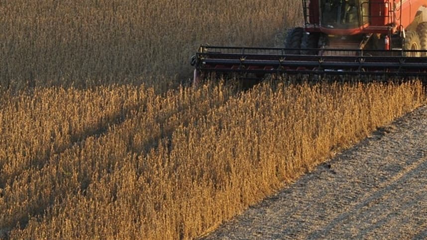 Centro-Oeste lidera produção de grãos, mas milho perde força com clima adverso