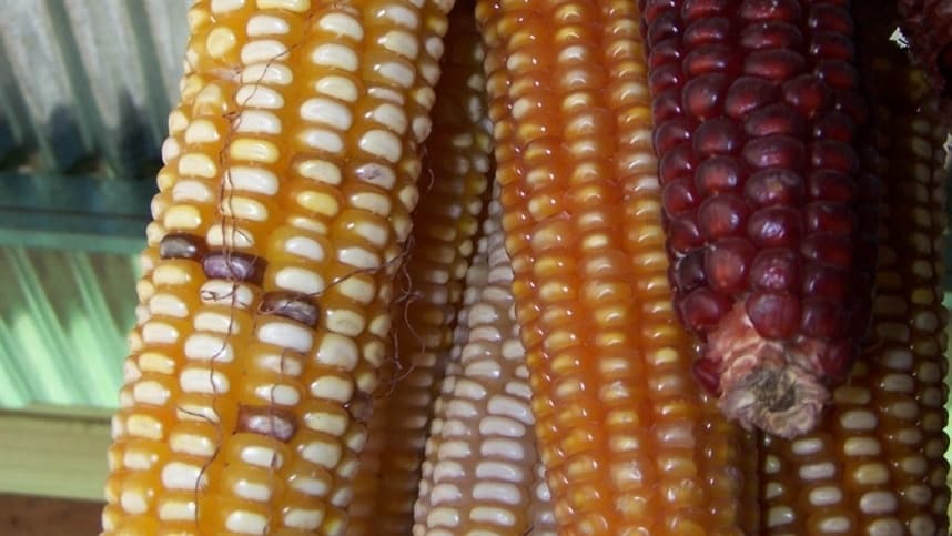 Variedade de milho obtém nutrientes das bactérias