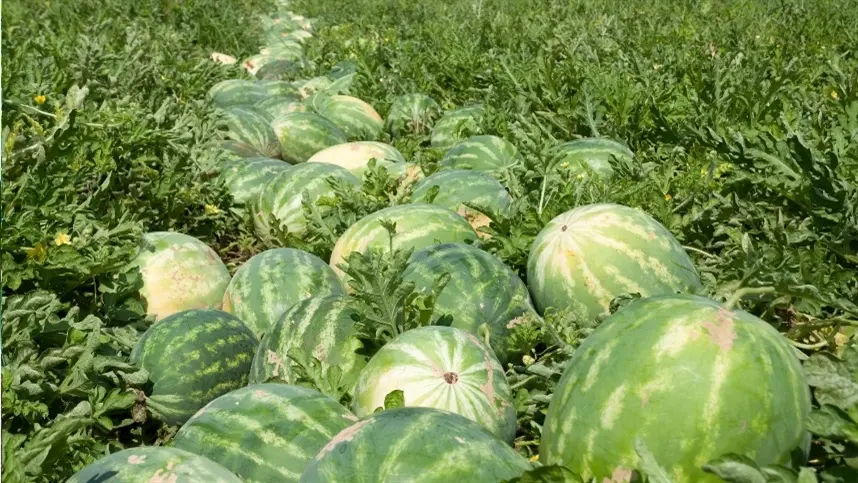 Clima influencia produção de melancia e melão no Rio Grande do Sul