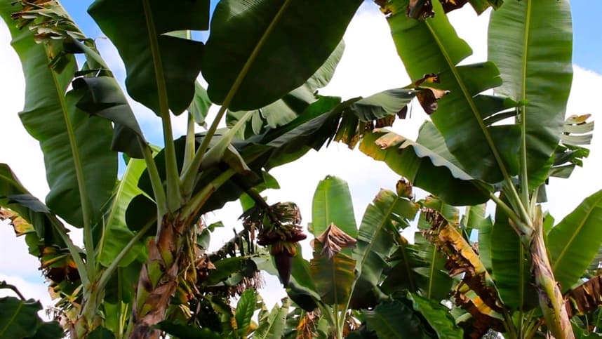 Goiás é um dos grandes produtores de frutas