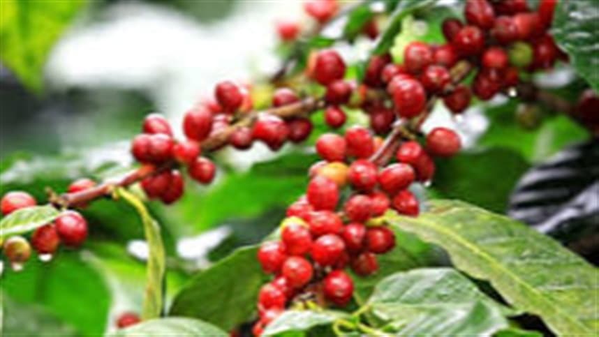 O café arábica na ICE recuou 5,9%